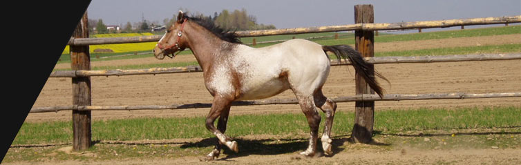 Appaloosa horse in ranch, Martinsdale, Montana, USA